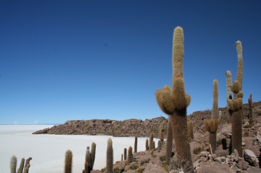 Wyspa gigantycznych kaktusów